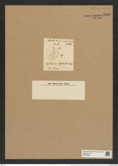 Asteromphalus hepactis (Breb.) Ralfs. (de-Toni-Nr.: Genus 236, Species 5701) Zeichnungen Sammlung Grunow Nr. 9705 (NHMW-BOT-W0379646)